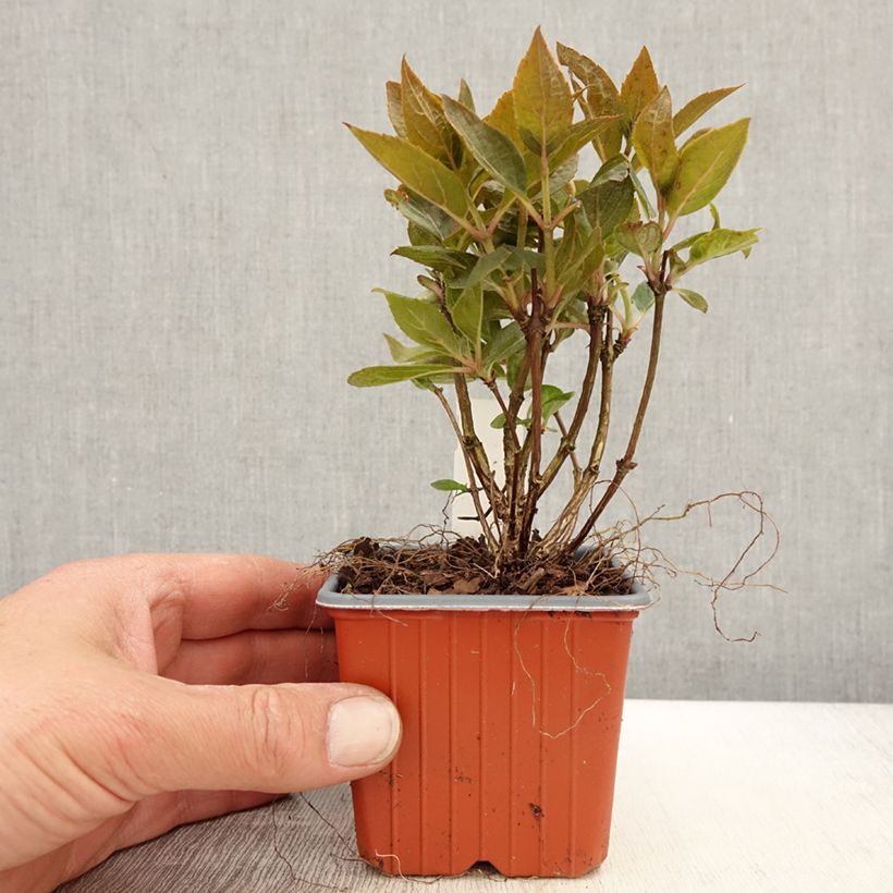 Spécimen de Hydrangea paniculata Polestar - Hortensia paniculé Godet de 8/9 cm tel que livré au printemps