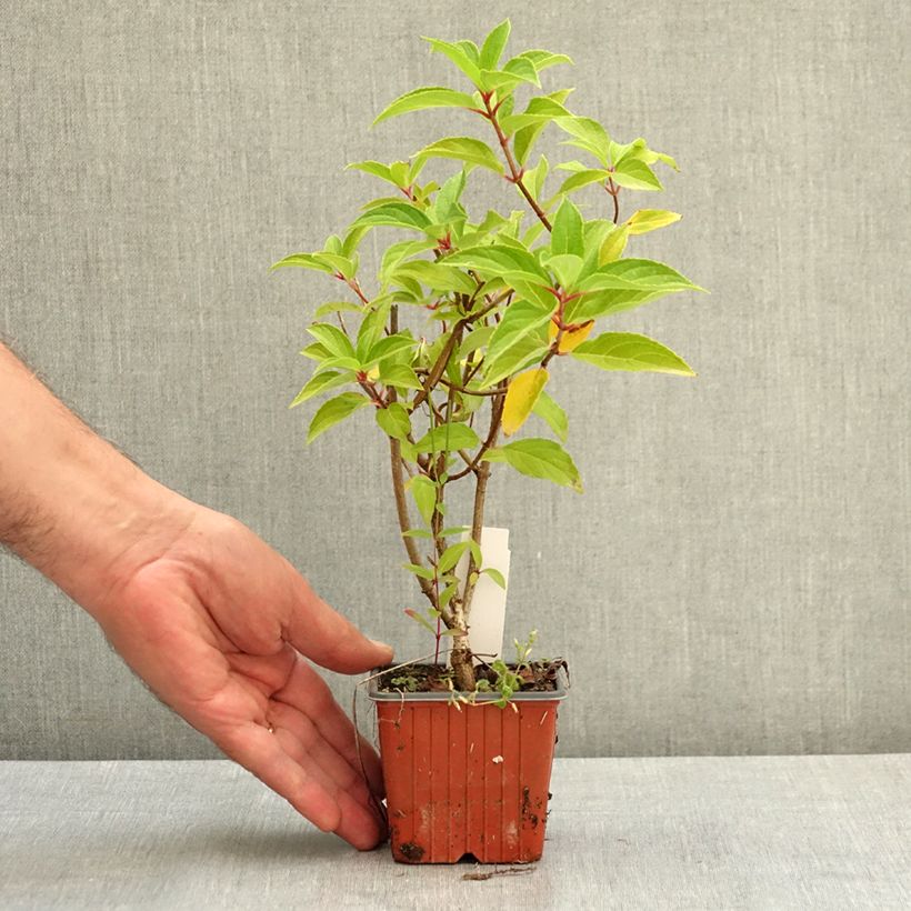 Spécimen de Hydrangea paniculata Skyfall - Hortensia paniculé Godet de 8/9 cm tel que livré en été