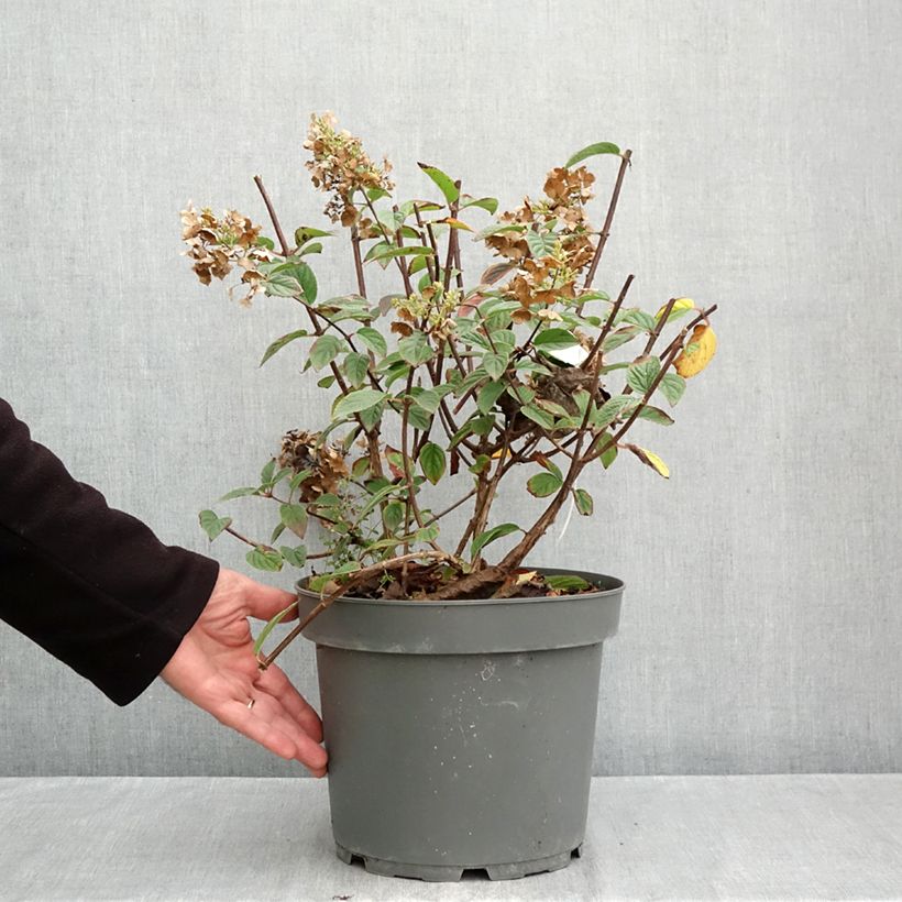 Spécimen de Hydrangea paniculata Sundae Fraise - Hortensia paniculé rose Pot de 7,5L/10L tel que livré en automne