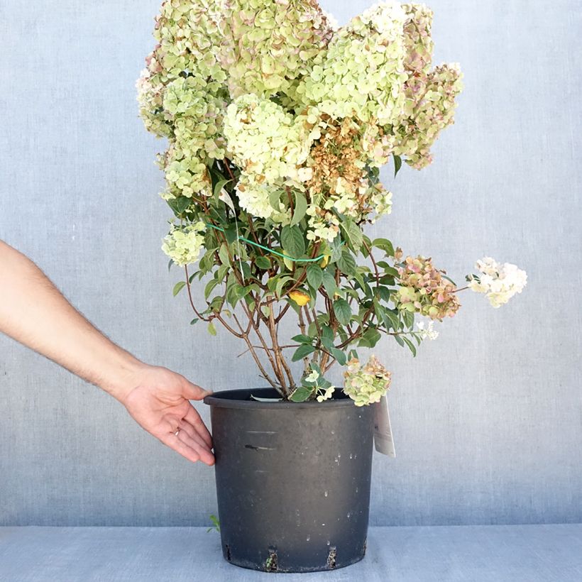 Spécimen de Hydrangea paniculata Sundae Fraise - Hortensia paniculé rose Pot de 7,5L/10L tel que livré en été