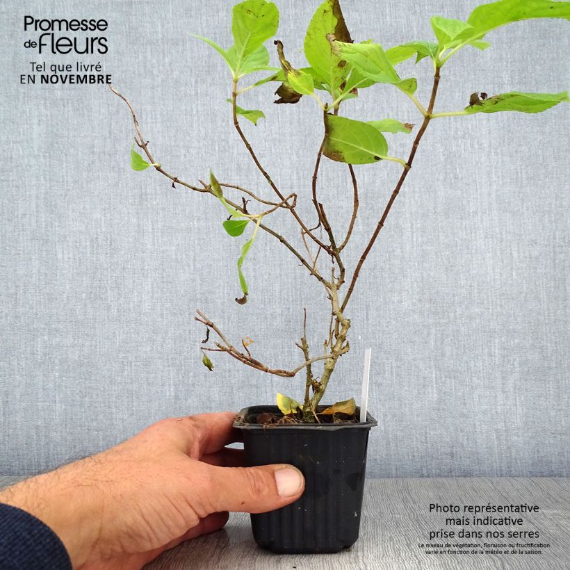 Spécimen de Hydrangea paniculata Sunlight - Hortensia paniculé Godet de 8/9 cm tel que livré en automne