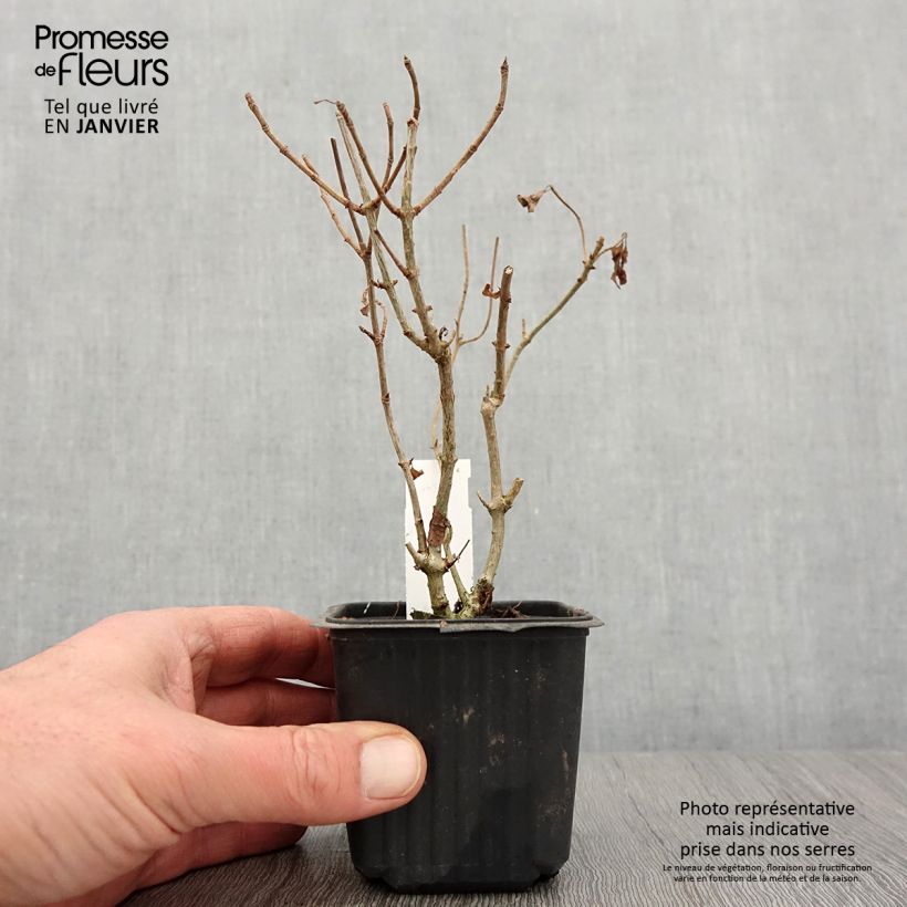 Spécimen de Hydrangea paniculata Sunlight - Hortensia paniculé Godet de 8/9 cm tel que livré en hiver