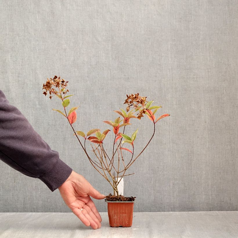 Spécimen de Hydrangea paniculata Tickled Pink - Hortensia paniculé Godet de 8/9 cm tel que livré en automne