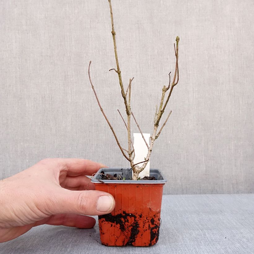 Spécimen de Hydrangea paniculata Tickled Pink - Hortensia paniculé Godet de 8/9 cm tel que livré en hiver