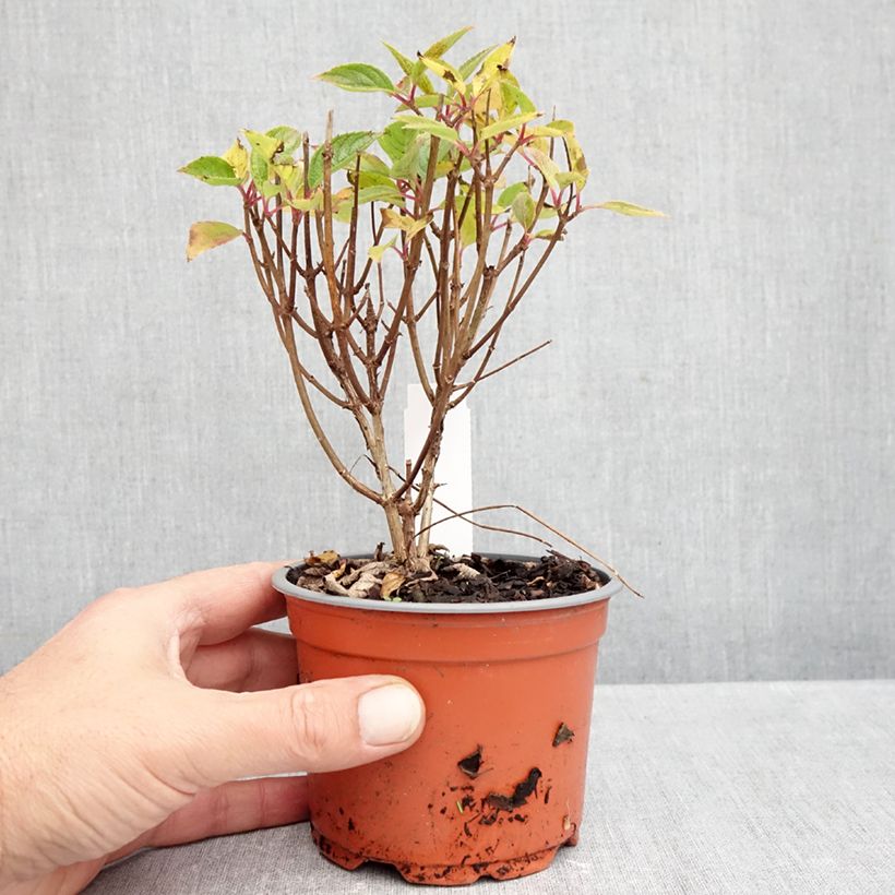 Spécimen de Hydrangea paniculata White Light - Hortensia paniculé Pot de 12 cm / 13 cm tel que livré en automne