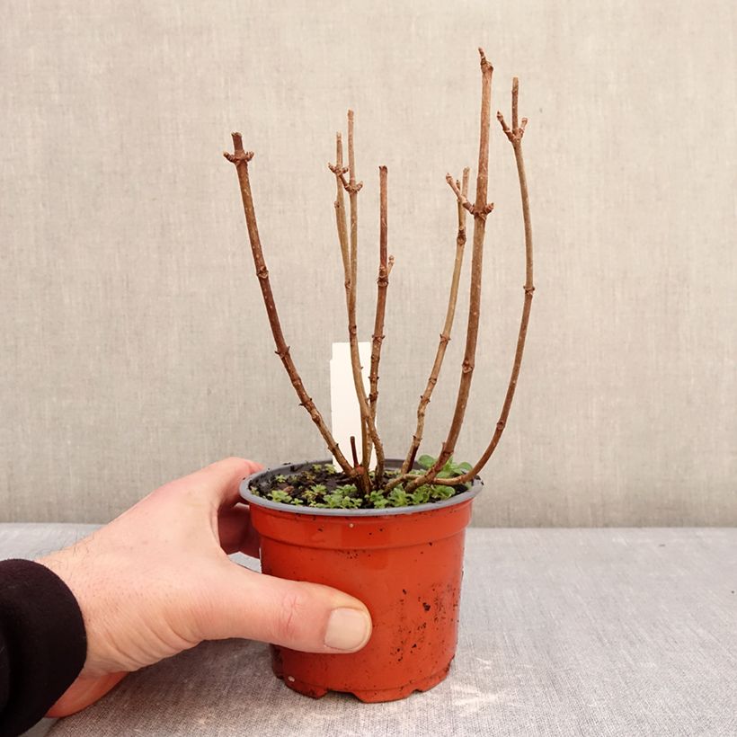 Spécimen de Hydrangea paniculata White Light - Hortensia paniculé Pot de 12 cm / 13 cm tel que livré en hiver