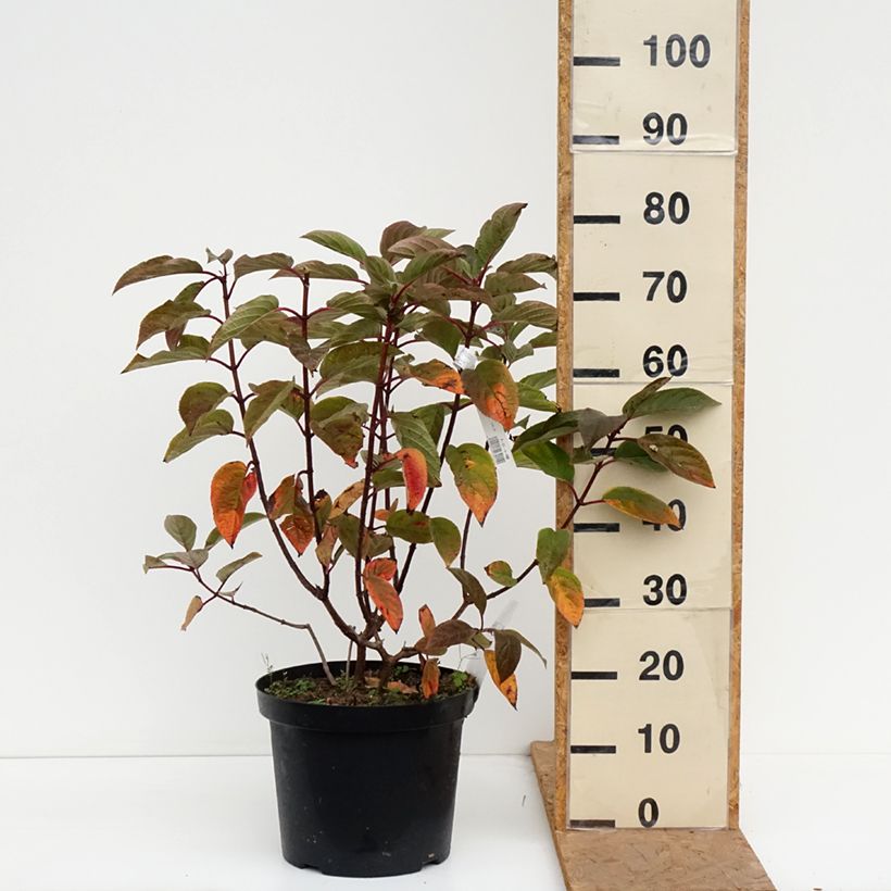 Spécimen de Hydrangea paniculata Wim's Red - Hortensia paniculé Pot de 7,5L/10L tel que livré en automne