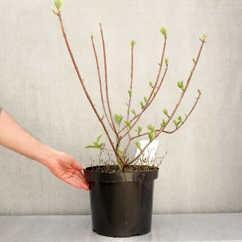 Spécimen de Hydrangea paniculata Wim's Red - Hortensia paniculé Pot de 7,5L/10L tel que livré au printemps