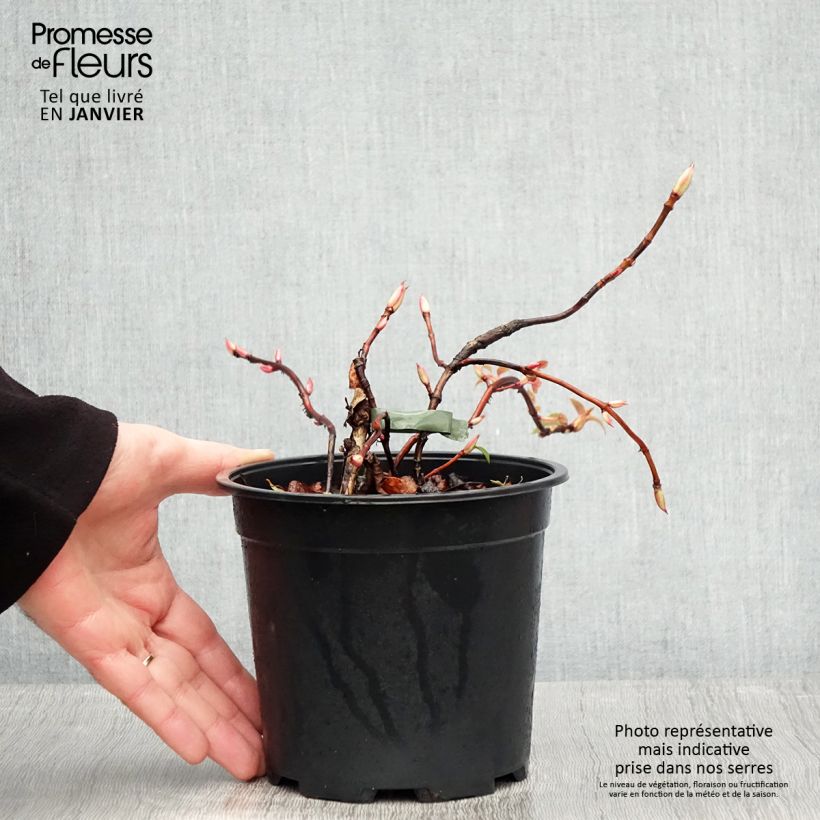 Spécimen de Hydrangea petiolaris Flying Saucer - Hortensia grimpant Pot de 2L/3L tel que livré en hiver