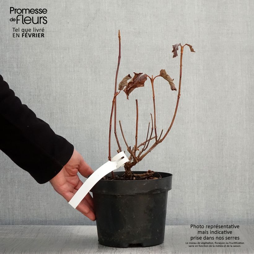 Spécimen de Hydrangea quercifolia Back Porch - Hortensia à feuilles de chêne Pot de 3L/4L tel que livré en hiver