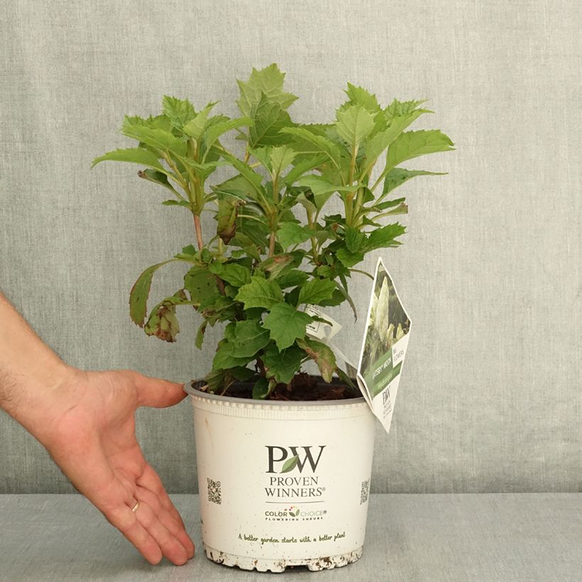 Spécimen de Hydrangea quercifolia Gatsby Moon - Hortensia à feuilles de chêne Pot de 2L/3L tel que livré en été