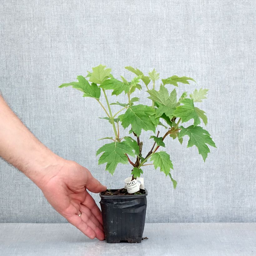 Spécimen de Hydrangea quercifolia Ruby Slippers - Hortensia à feuilles de chêne Godet de 8/9 cm tel que livré au printemps