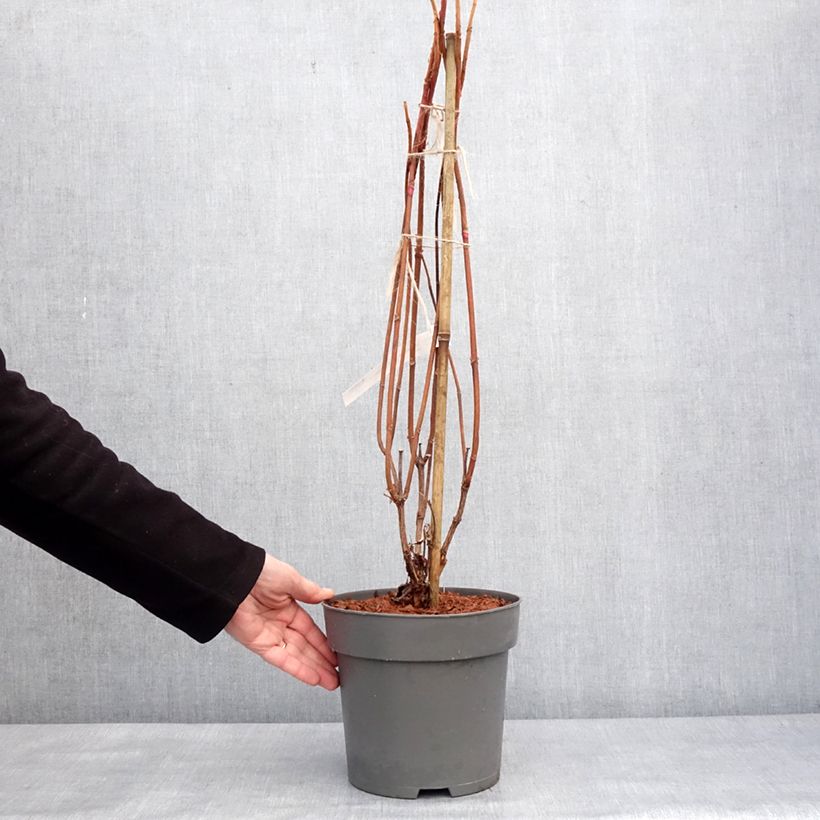 Spécimen de Hydrangea quercifolia Snowcicle - Hortensia à feuilles de chêne Pot de 4L/5L tel que livré en hiver