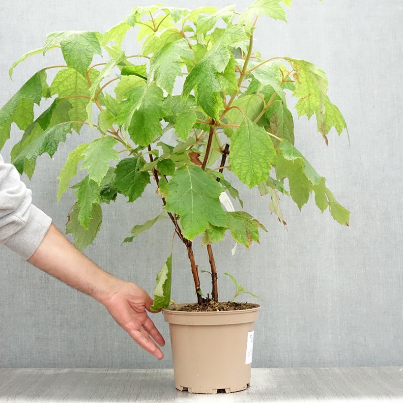 Spécimen de Hydrangea quercifolia Tara - Hortensia à feuilles de chêne Pot de 3L/4L tel que livré en été