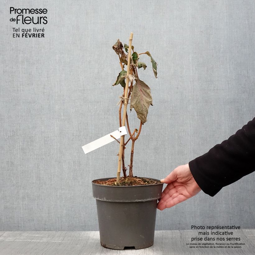 Spécimen de Hydrangea quercifolia Tara - Hortensia à feuilles de chêne Pot de 3L/4L tel que livré en hiver