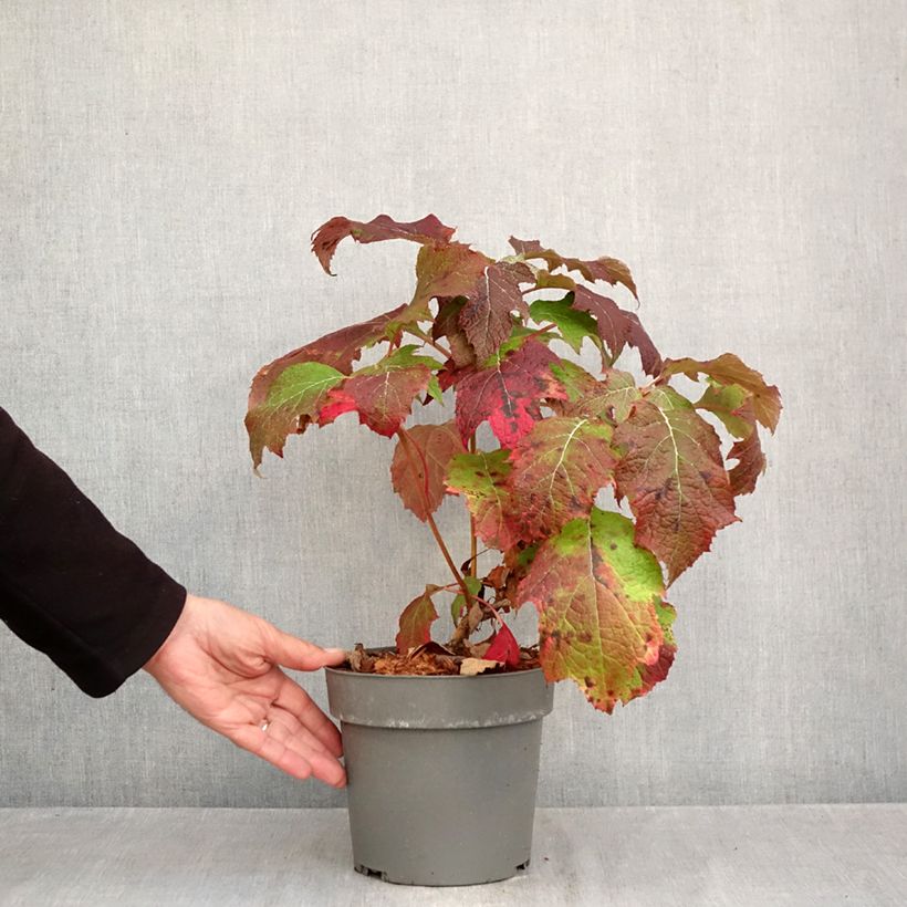 Spécimen de Hydrangea quercifolia Tara - Hortensia à feuilles de chêne Pot de 3L/4L tel que livré en automne