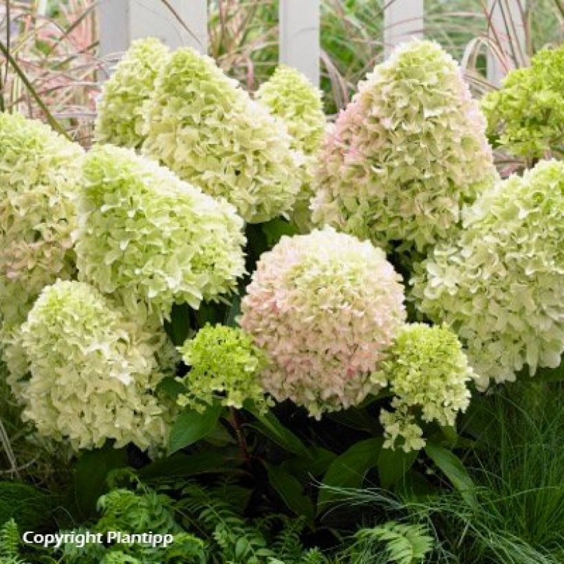 Hydrangea paniculata Little Fresco- Hortensia paniculé nain (Port)