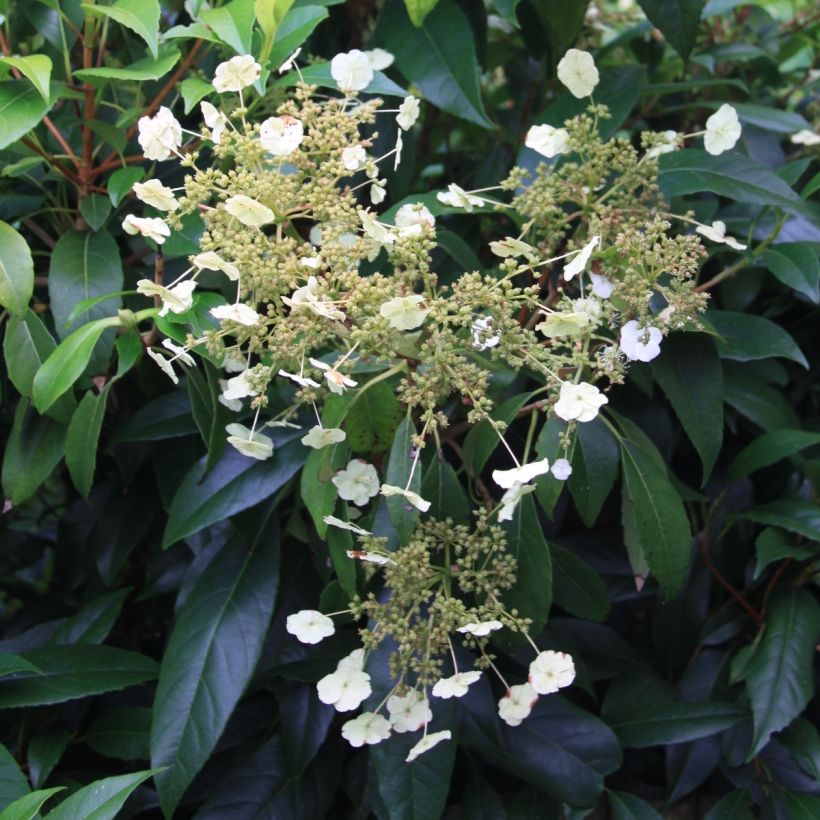 Hortensia grimpant - Hydrangea seemanii (Floraison)