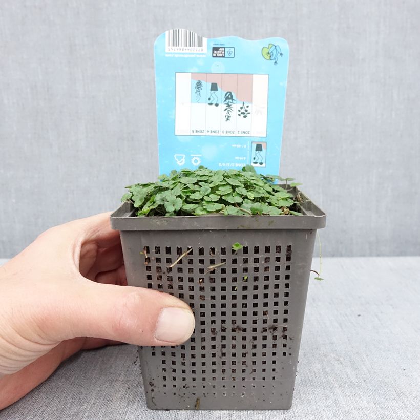 Spécimen de Hydrocotyle nova-zealandiae Pot de 1L/1,5L tel que livré au printemps