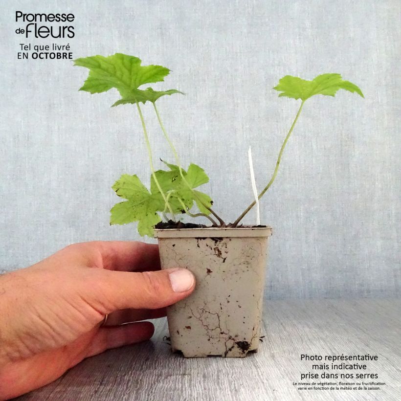 Spécimen de Hydrophyllum canadense Godet de 8/9 cm tel que livré en automne
