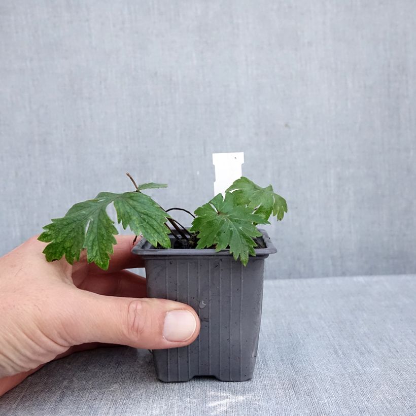 Spécimen de Hydrophyllum virginianum - Hydrophylle de Virginie Godet de 8/9 cm tel que livré en automne