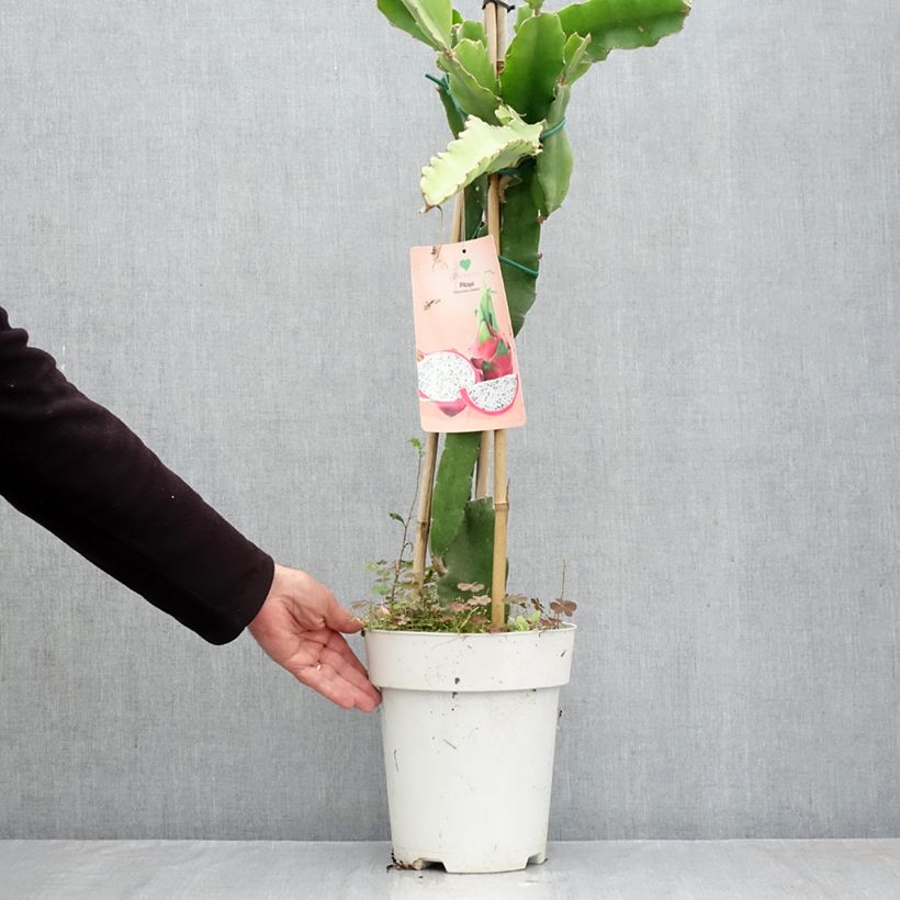 Spécimen de Hylocereus undatus - Pitaya, Fruit du dragon rouge Pot de 6L/7L tel que livré en automne