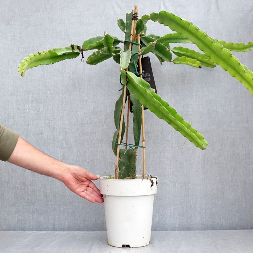 Spécimen de Hylocereus undatus - Pitaya, Fruit du dragon rouge Pot de 6L/7L tel que livré en été