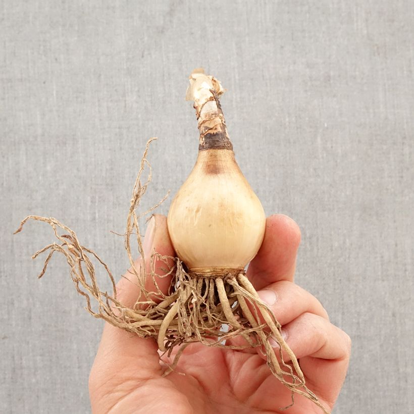 Spécimen de Hymenocallis harrisiana - Lis araignée mexicain Bulbe calibre 14+ tel que livré au printemps