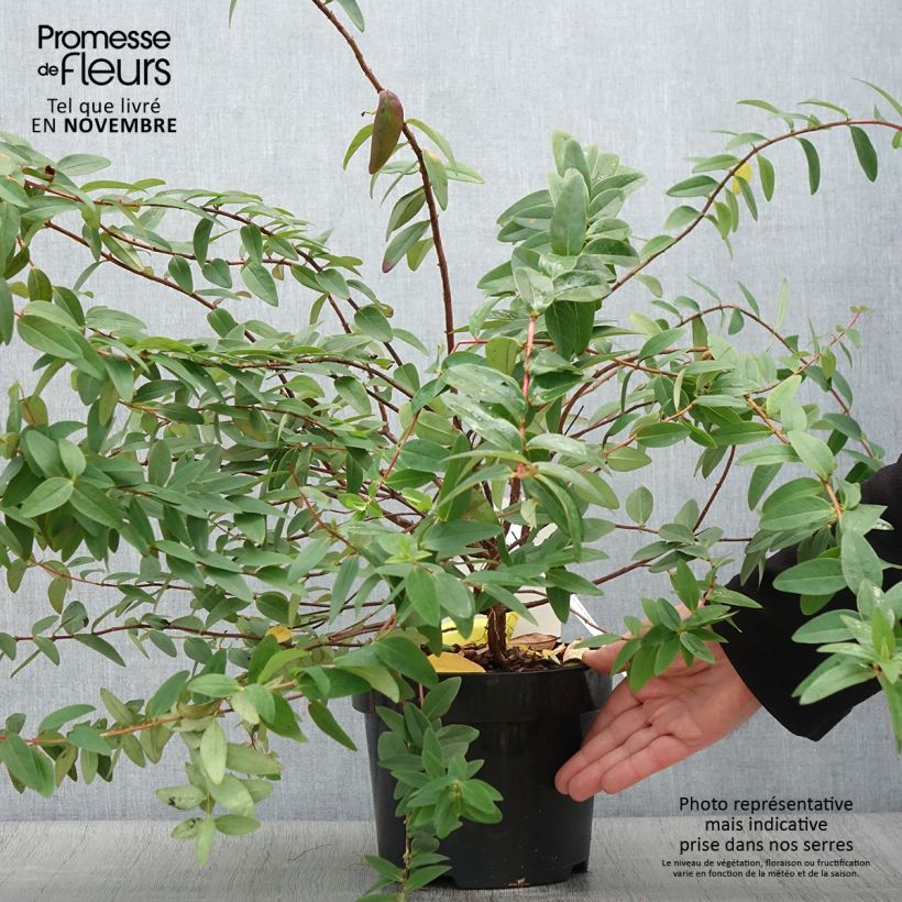 Spécimen de Hypericum dummeri Peter Dummer - Millepertuis  Pot de 3L/4L tel que livré en automne