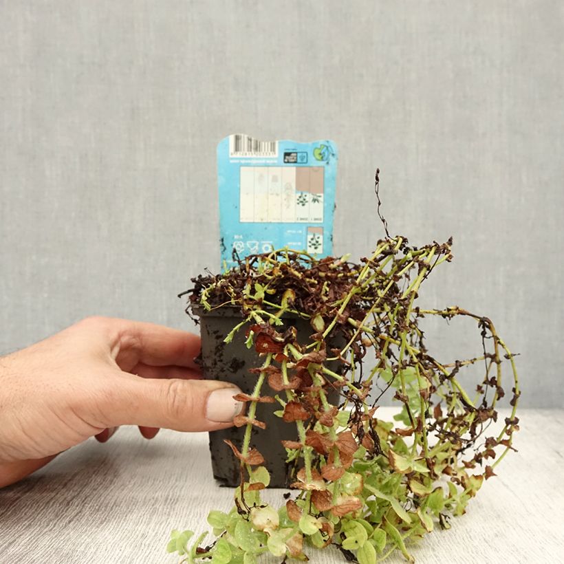Spécimen de Hypericum elodes - Millepertuis des marais Godet de 8/9 cm tel que livré en automne