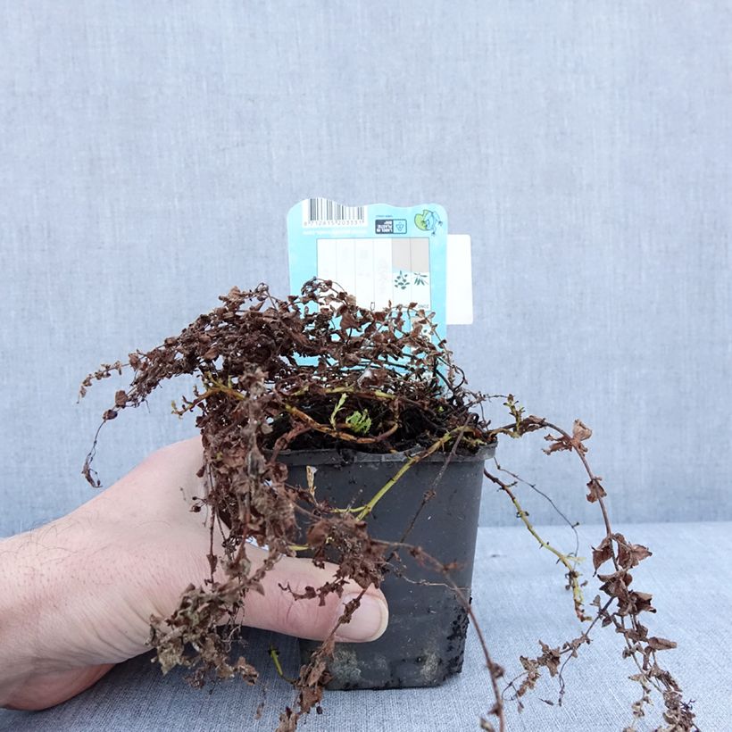 Spécimen de Hypericum elodes - Millepertuis des marais Godet de 8/9 cm tel que livré en hiver