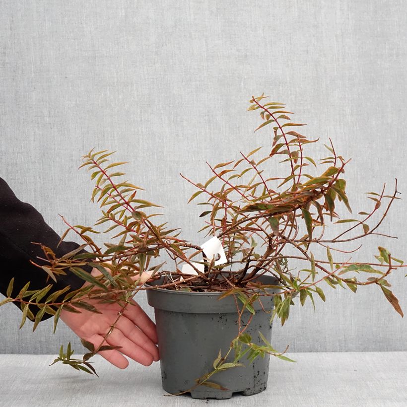 Spécimen de Hypericum Hidcote Limelight - Millepertuis panaché Pot de 3L/4L tel que livré en hiver