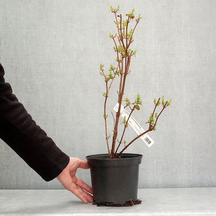 Spécimen de Hypericum inodorum Magical Beauty - Millepertuis Pot de 3L/4L tel que livré en hiver
