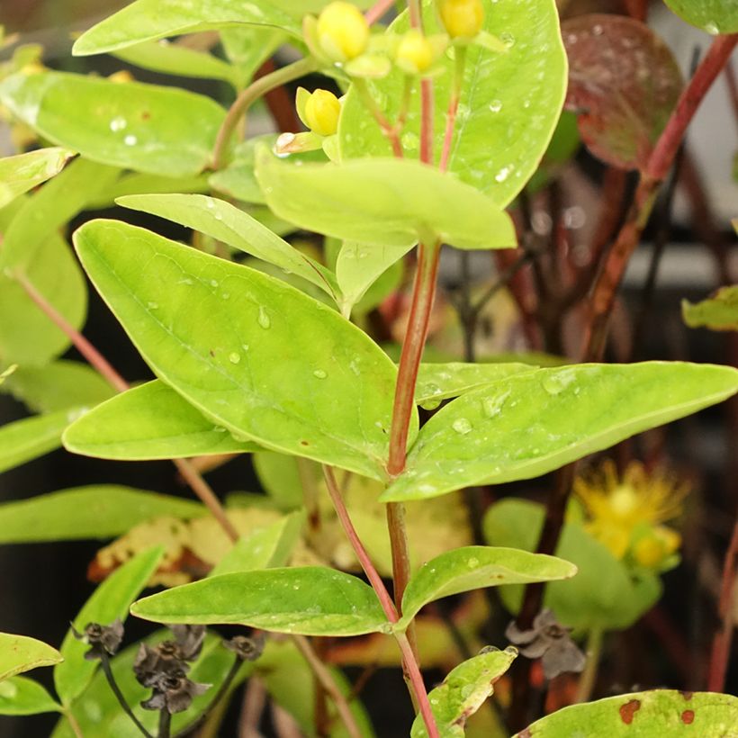 Hypericum inodorum Magical Red Flame - Millepertuis (Feuillage)