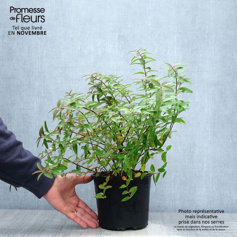 Spécimen de Hypericum - Millepertuis Hidcote Pot de 2L/3L tel que livré en automne