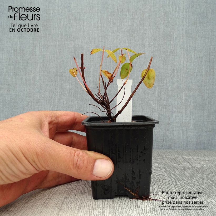 Spécimen de Hypericum - Millepertuis Hidcote Godet de 8/9 cm tel que livré en automne