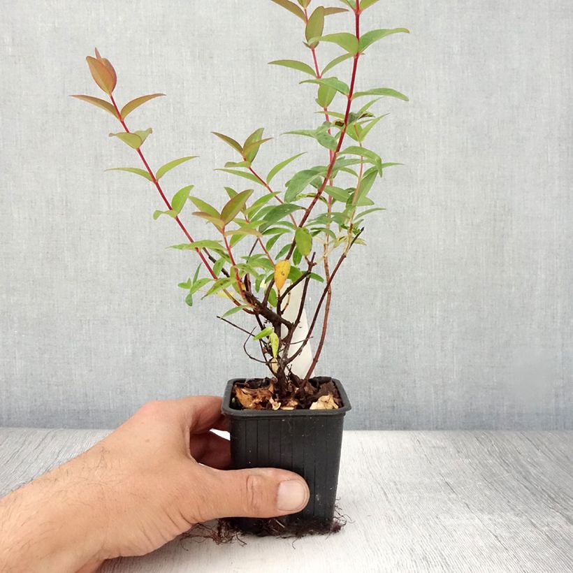 Spécimen de Hypericum - Millepertuis Hidcote Godet de 8/9 cm tel que livré en été
