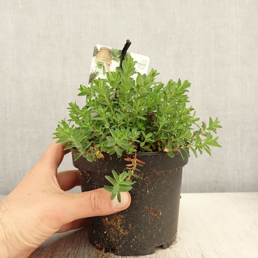 Hypericum perforatum - Erba di San Giovanni Vaso da 1,5L/2L esemplare consegnato in primavera