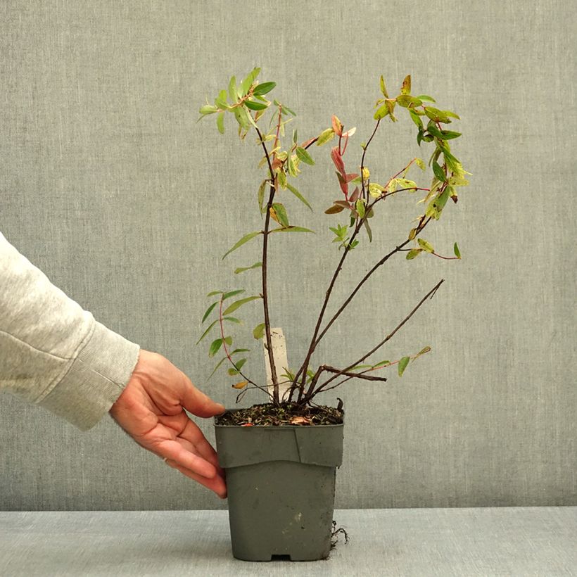 Spécimen de Hypericum Radiance - Millepertuis hybride panaché Pot de 1L/1,5L tel que livré en automne