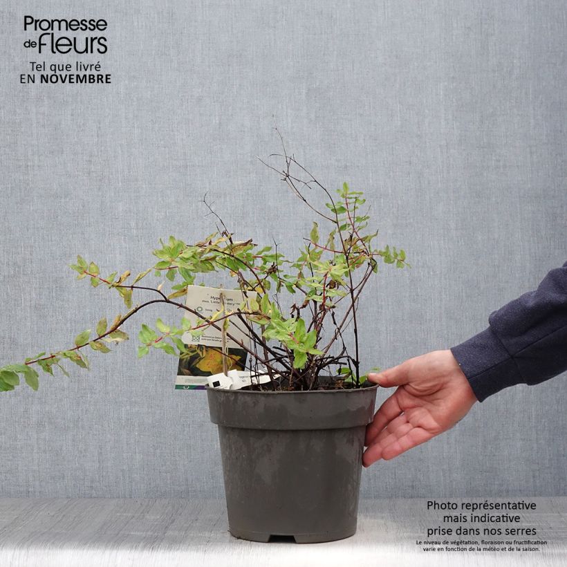 Spécimen de Hypericum (x) moserianum Little Misstery - Millepertuis de Moser  Pot de 4L/5L tel que livré en automne