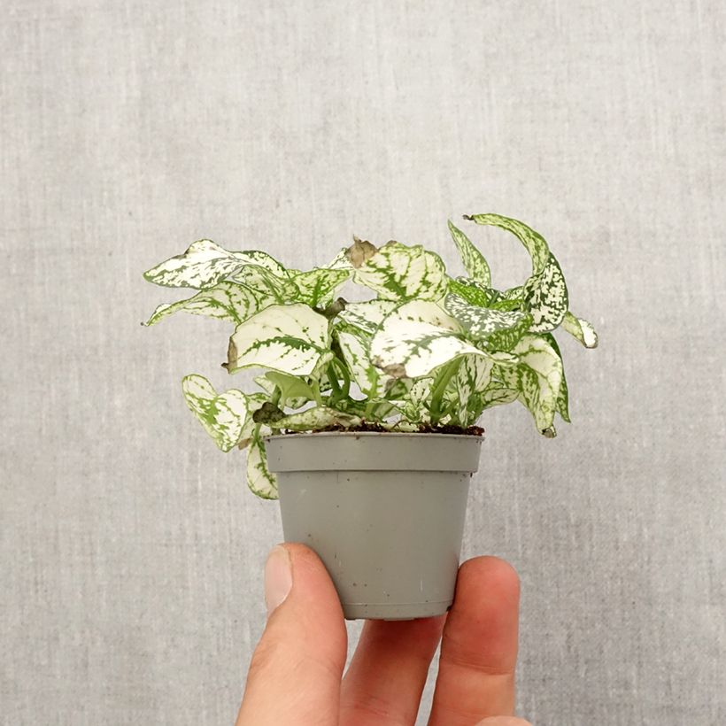 Spécimen de Hypoestes phyllostachya White Mini-plante tel que livré au printemps
