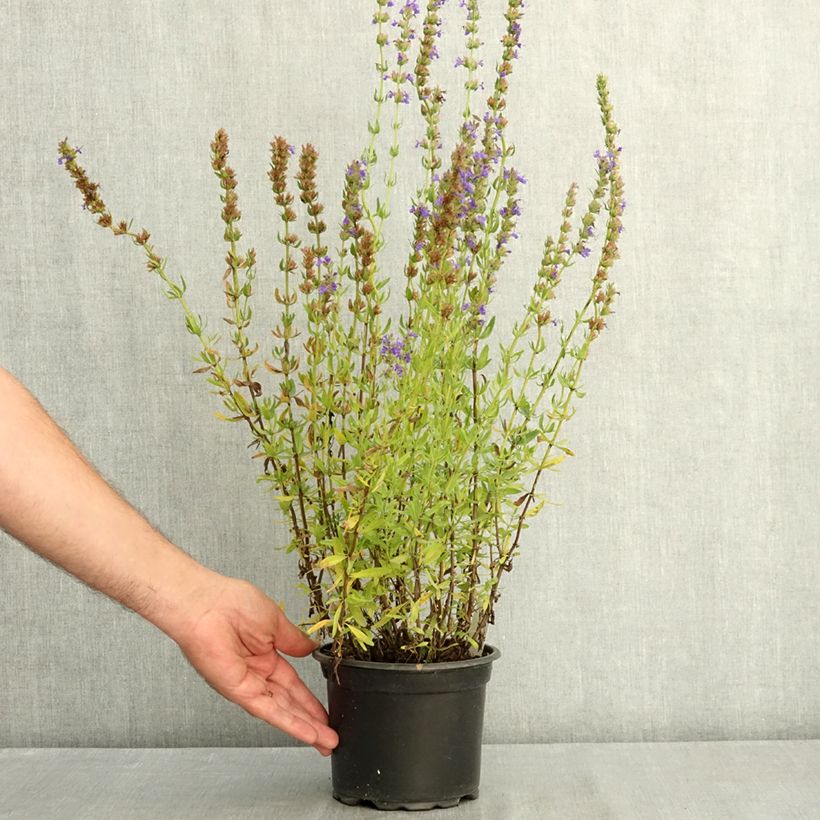 Spécimen de Hysope officinale - Hyssopus officinalis Pot de 2L/3L tel que livré en été