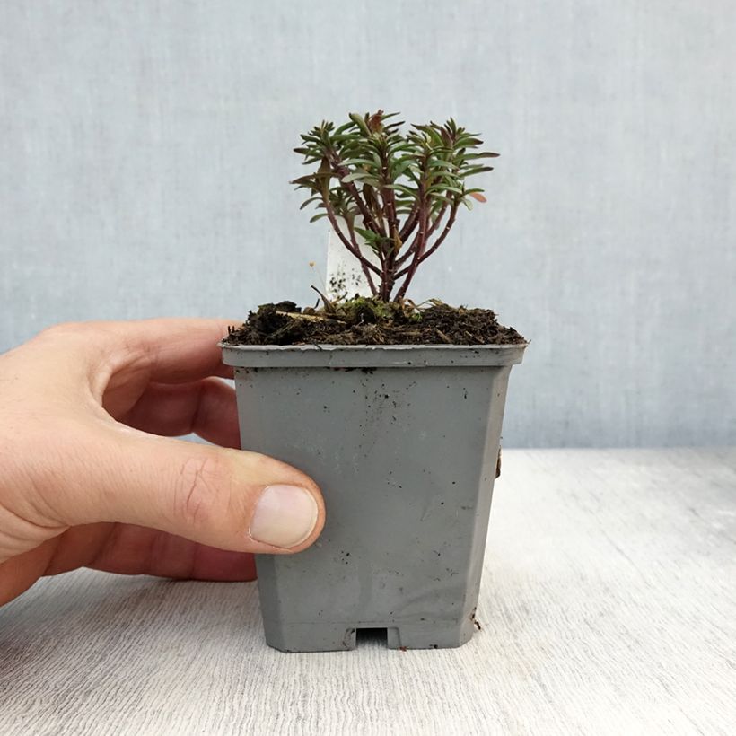 Spécimen de Iberis Absolutely Amethyst Godet de 8/9 cm tel que livré en automne