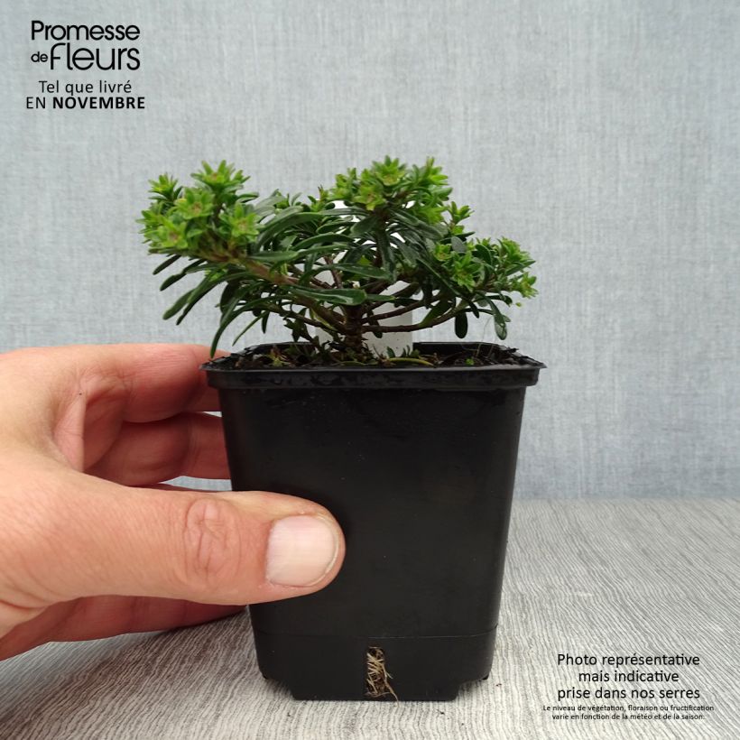 Spécimen de Iberis sempervirens Appen-Etz - Corbeille d'argent Godet de 8/9 cm tel que livré en automne