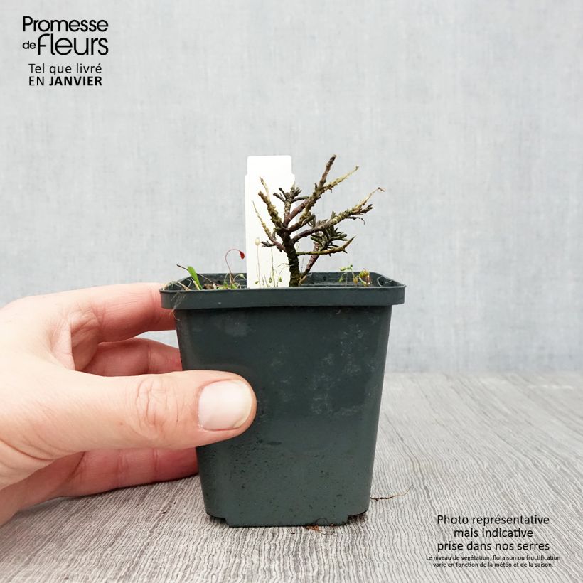 Spécimen de Iberis sempervirens Appen-Etz - Corbeille d'argent Godet de 8/9 cm tel que livré en hiver