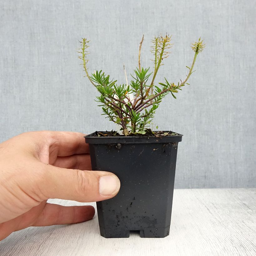 Spécimen de Iberis sempervirens Appen-Etz - Corbeille d'argent Godet de 8/9 cm tel que livré au printemps