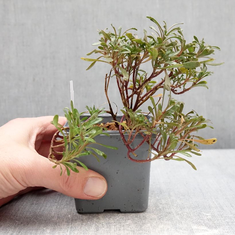 Spécimen de Iberis sempervirens First Flush Grace - Corbeille d’argent Godet de 8/9 cm tel que livré en hiver