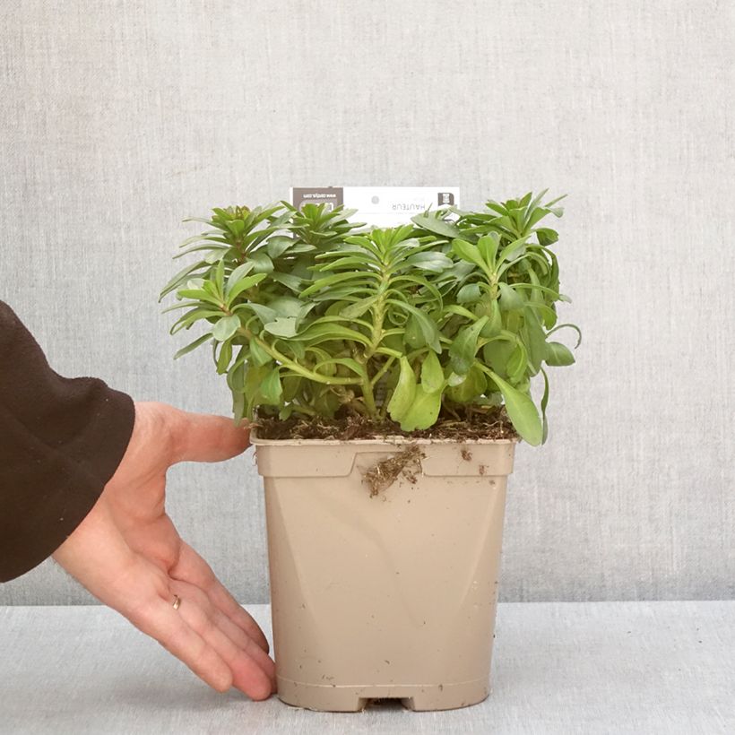 Spécimen de Iberis sempervirens Masterpiece - Corbeille d'argent  Pot de 2L/3L tel que livré en hiver