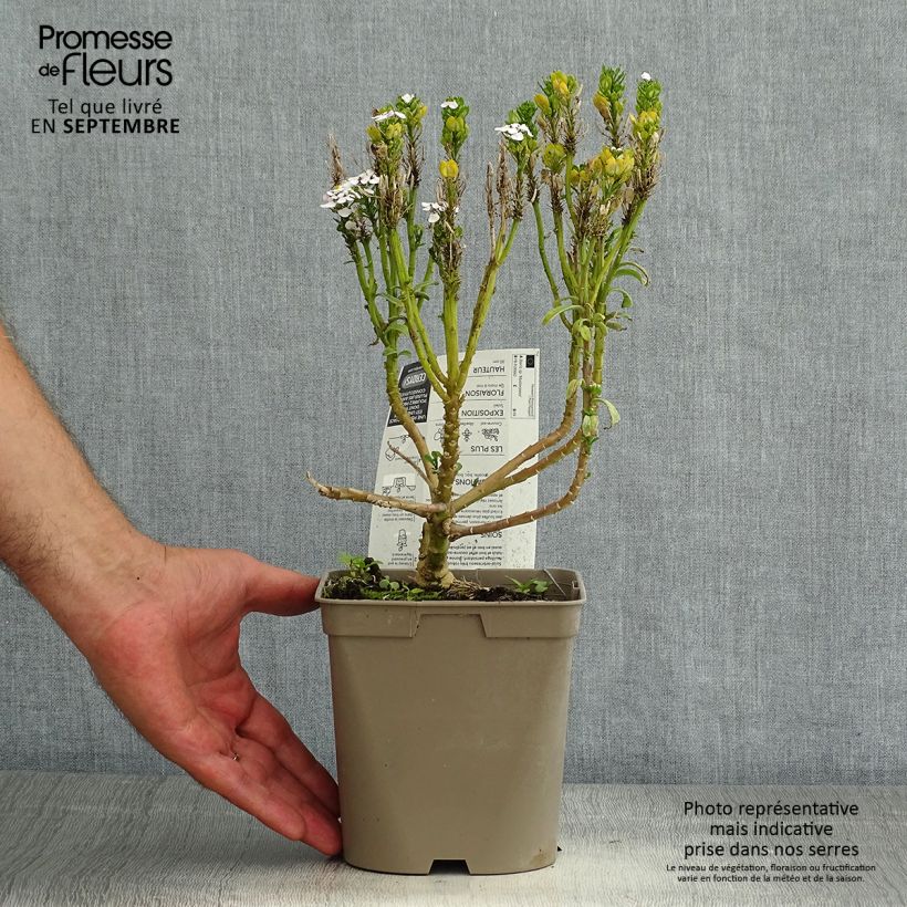 Spécimen de Iberis sempervirens Masterpiece - Corbeille d'argent  Pot de 2L/3L tel que livré en été