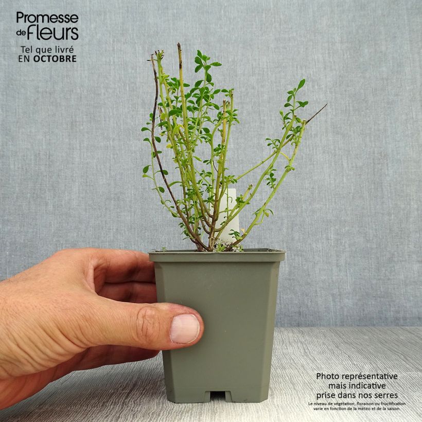Spécimen de Iberis sempervirens Pink Ice® - Corbeille d'Argent Godet de 8/9 cm tel que livré en automne